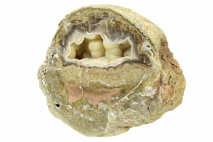 Chalcedony Filled Petrified Wood Limb Cast - Indonesia #271378